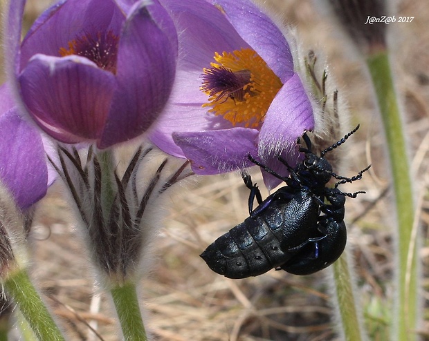 májka obyčajná Meloe proscarabaeus  Linnaeus, 1758