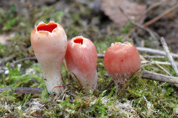 ohnivček zimný Microstoma protractum (Fr.) Kanouse