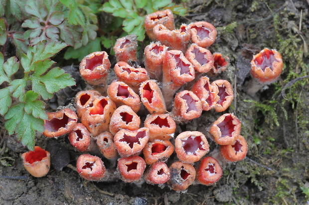 ohnivček zimný Microstoma protractum (Fr.) Kanouse