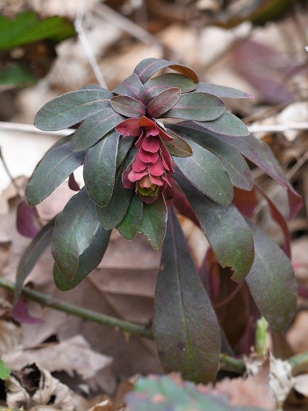 mliečnik mandľolistý Tithymalus amygdaloides (L.) Hill