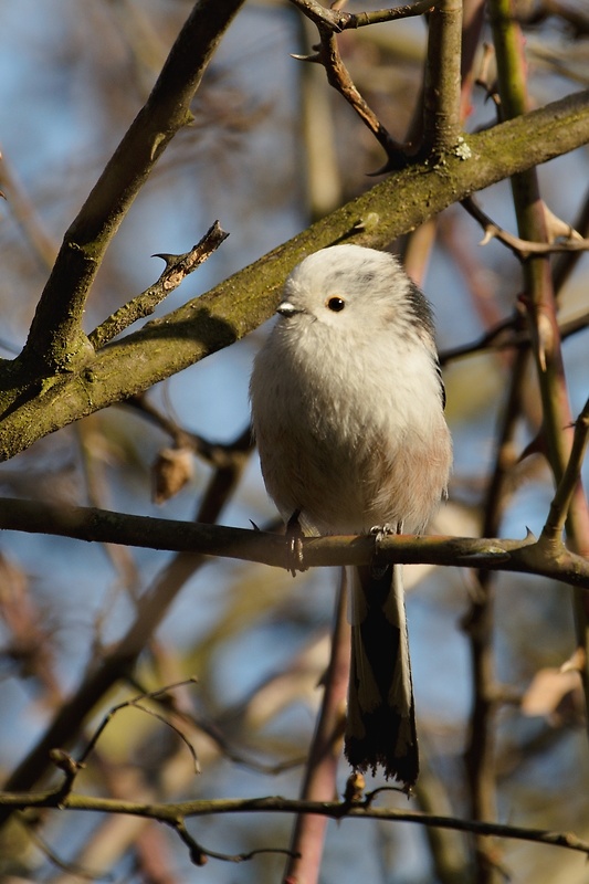 mlynárka dlhochvostá Aegithalos caudatus