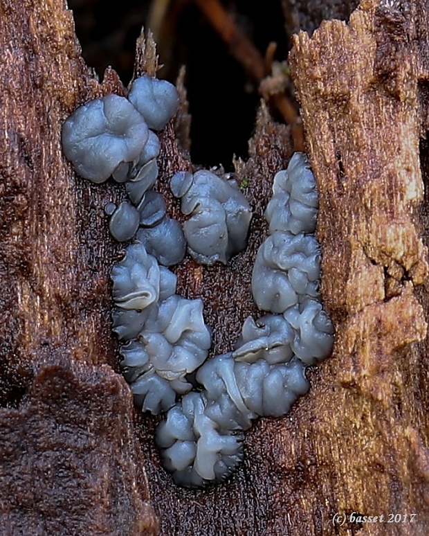 molízia Mollisia sp.