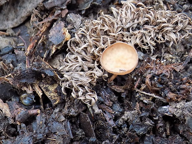 jahňadka Ciboria sp.