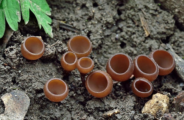 hľuznatka veternicová Dumontinia tuberosa (Bull.) L.M. Kohn