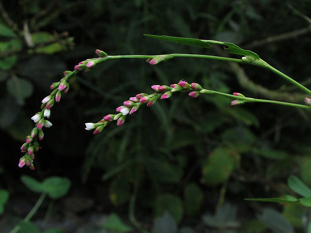 horčiak riedkokvetý Persicaria dubia (Stein) Fourr.