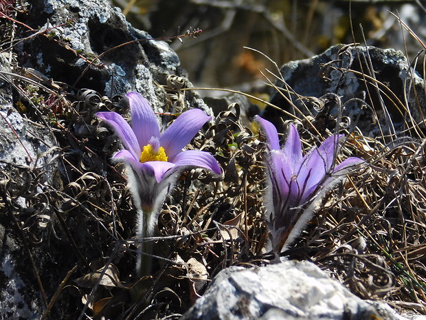 poniklec veľkokvetý Pulsatilla grandis Wender.