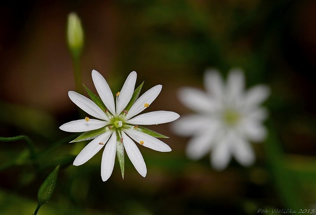 hviezdica trávovitá Stellaria graminea L.