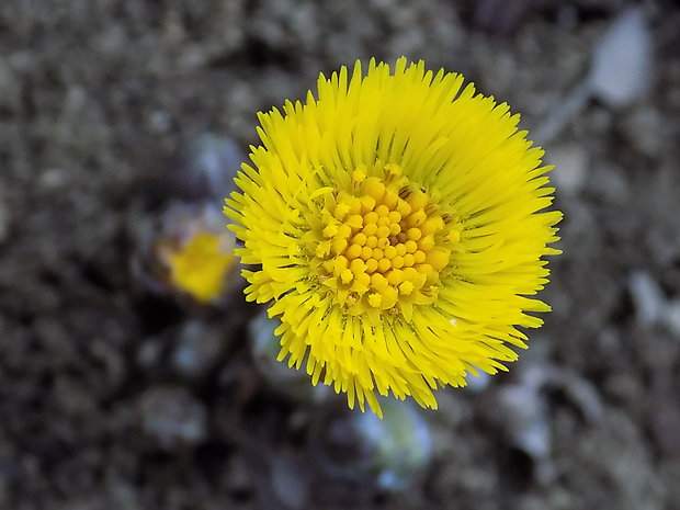 podbeľ liečivý Tussilago farfara L.