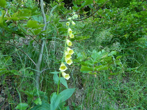 náprstník veľkokvetý Digitalis grandiflora Mill.