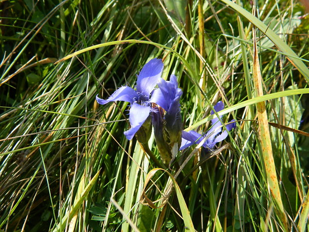 pahorec brvitý Gentianopsis ciliata (L.) Ma