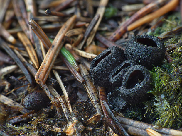 misôčka černastá Pseudoplectania nigrella (Pers.) Fuckel