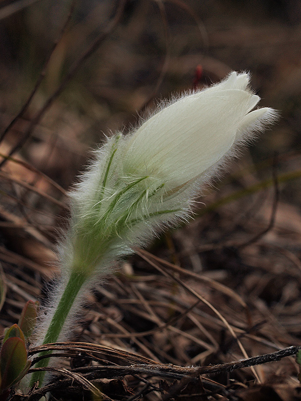 poniklec veľkokvetý Pulsatilla grandis Wender.