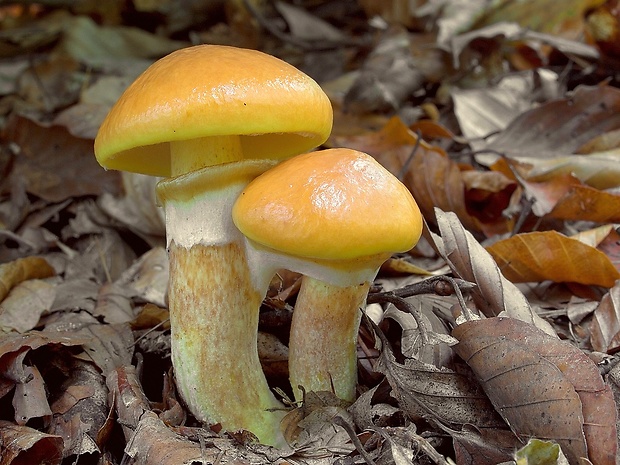 masliak smrekovcový Suillus grevillei (Klotzsch) Singer