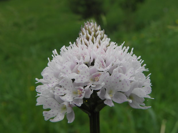 pavstavač hlavatý Traunsteinera globosa (L.) Reichenb.