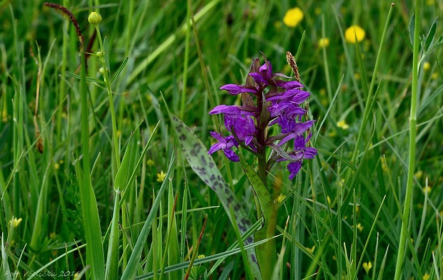 vstavačovec májový pravý Dactylorhiza majalis subsp. majalis (Reincherb.) Hunt & Summerh.