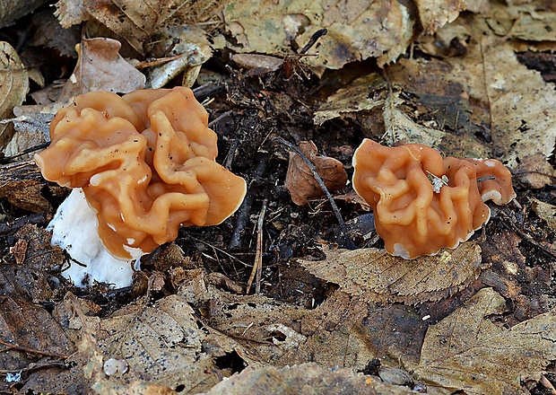 ušiak obrovský Gyromitra gigas (Krombh.) Cooke