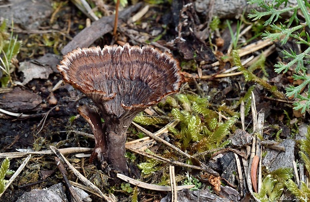 plesňovka klinčekovitá Thelephora caryophyllea (Schaeff.) Pers.