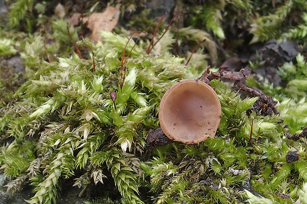 jahňadka Ciboria sp.