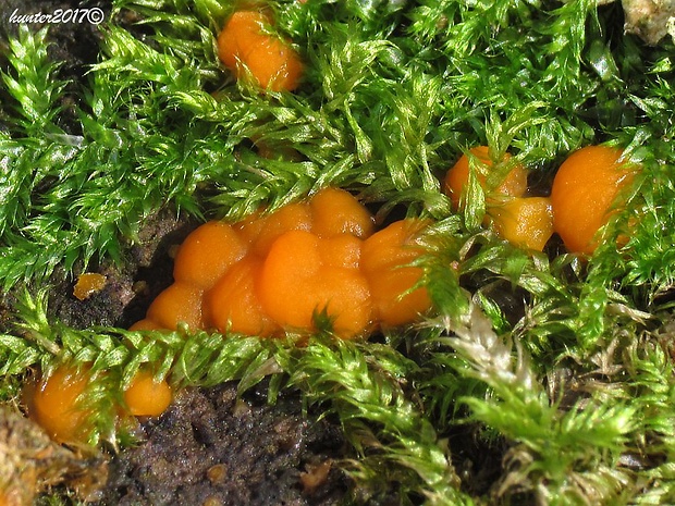 slzovec Dacrymyces sp.