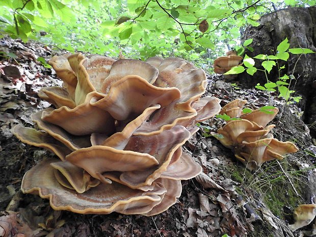 vejárovec obrovský Meripilus giganteus (Pers.) P. Karst.