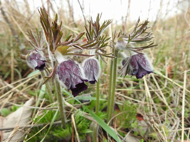 poniklec lúčny český Pulsatilla pratensis subsp. bohemica Skalický