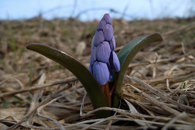 scila karpatská Scilla kladnii Schur