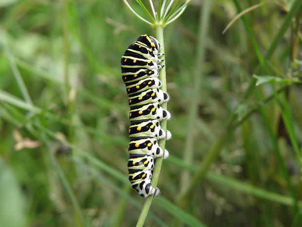 vidlochvost feniklový