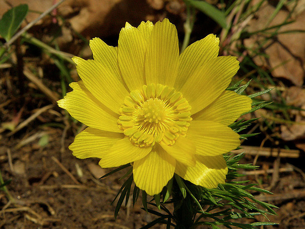 hlaváčik jarný Adonis vernalis L.