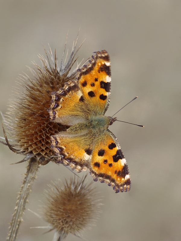 bábôčka brestová Nymphalis polychloros