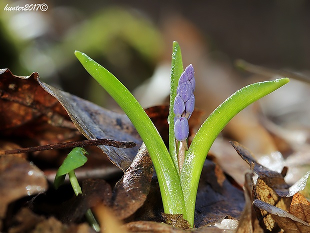 scila severná bukovská Scilla drunensis subsp. buekkensis (Speta) Kereszty