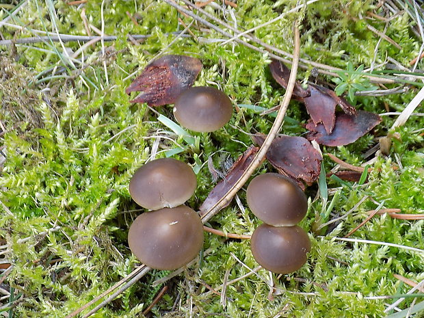 peniazočka smreková Strobilurus esculentus (Wulfen) Singer