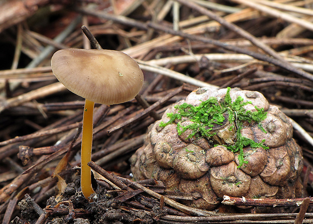 peniazočka Strobilurus sp.