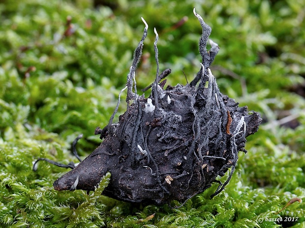 drevnatec bukový Xylaria carpophila (Pers.) Fr.