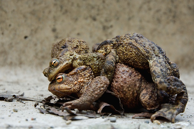 ropucha bradavičnatá Bufo bufo