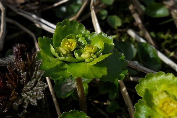 slezinovka striedavolistá Chrysosplenium alternifolium L.