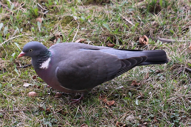 holub hrivnák Columba palumbus