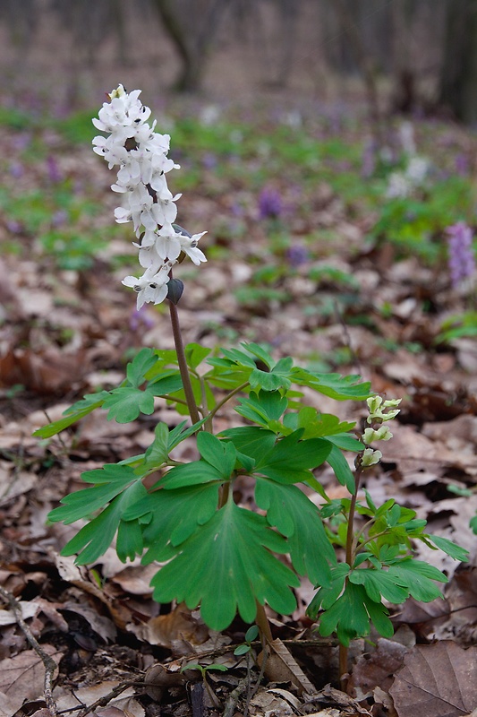 chochlačka dutá Corydalis cava (L.) Schweigg. et Körte