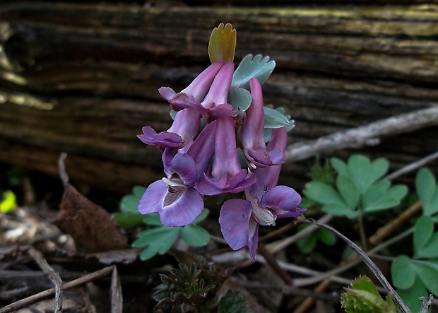 chochlačka plná Corydalis solida (L.) Clairv.