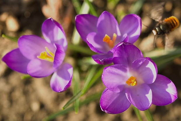 šafran Crocus sp.