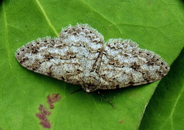 kôrovka orlíčková Ectropis crepuscularia