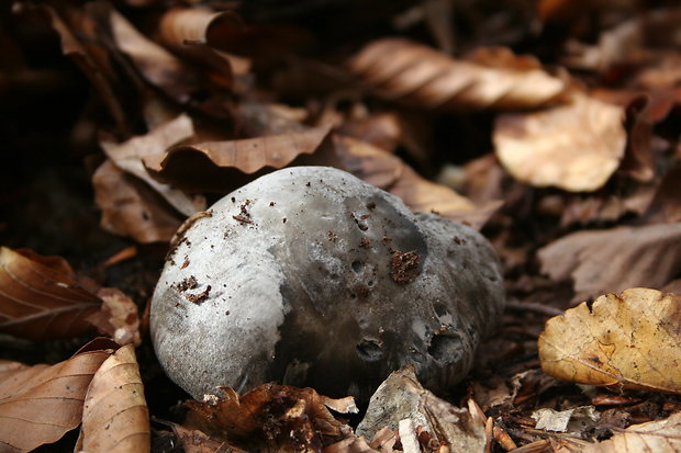 šťavnačka marcová Hygrophorus marzuolus (Fr.) Bres.