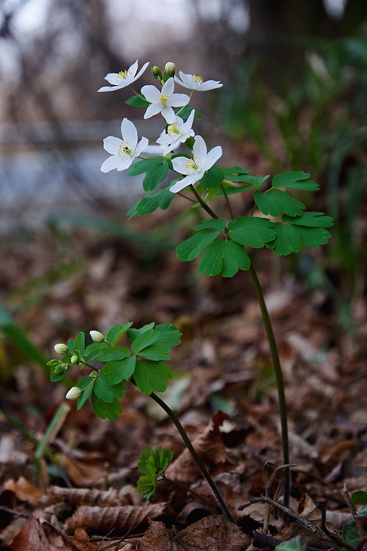 veterník žltuškovitý Isopyrum thalictroides L.