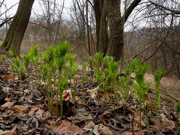 bažanka trváca - biotop Mercurialis perennis L.