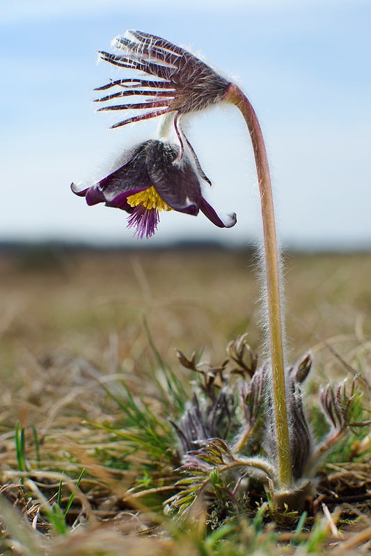 poniklec lúčny český Pulsatilla pratensis subsp. nigricans