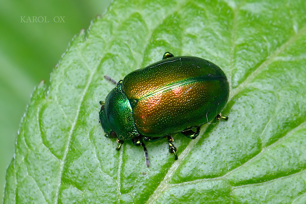 liskavka Chrysolina graminis