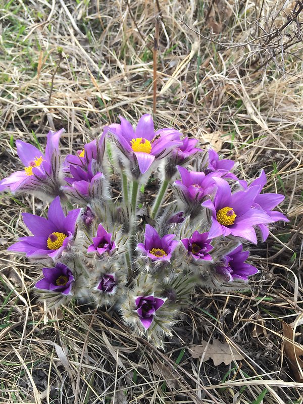 poniklec veľkokvetý Pulsatilla grandis Wender.