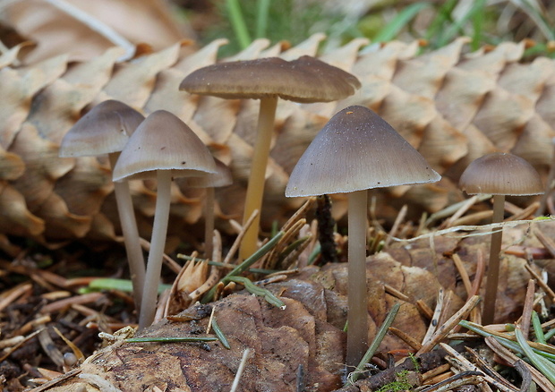 peniazočka smreková+prilbička šišková. Strobilurus esculentus (Wulfen) Singer