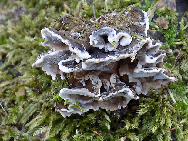 sivopórovka tmavá  Bjerkandera adusta (Willd.) P. Karst.