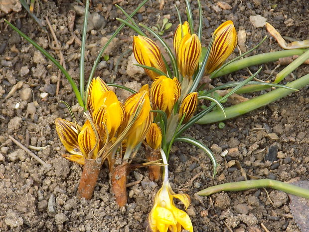 šafran zlatožltý Crocus chrysanthus (Herb.) Herb.