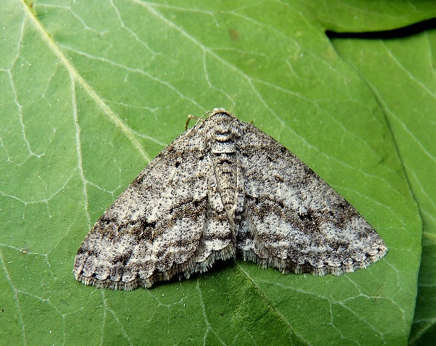 kôrovka orlíčková Ectropis crepuscularia